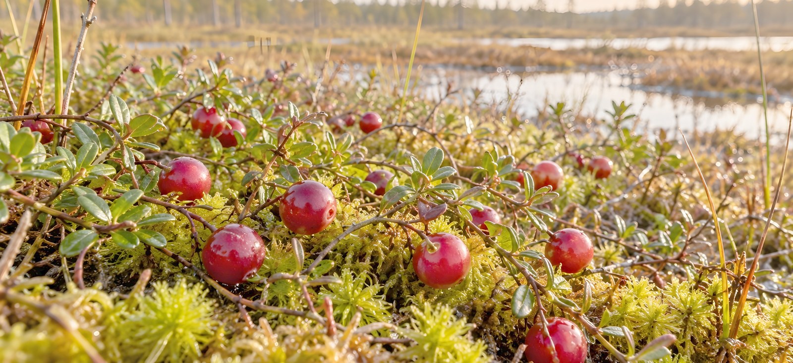 Zweige der Moosbeere mit roten reifen Beeren zwischen grünem Moos auf einem feuchten Torfmoor