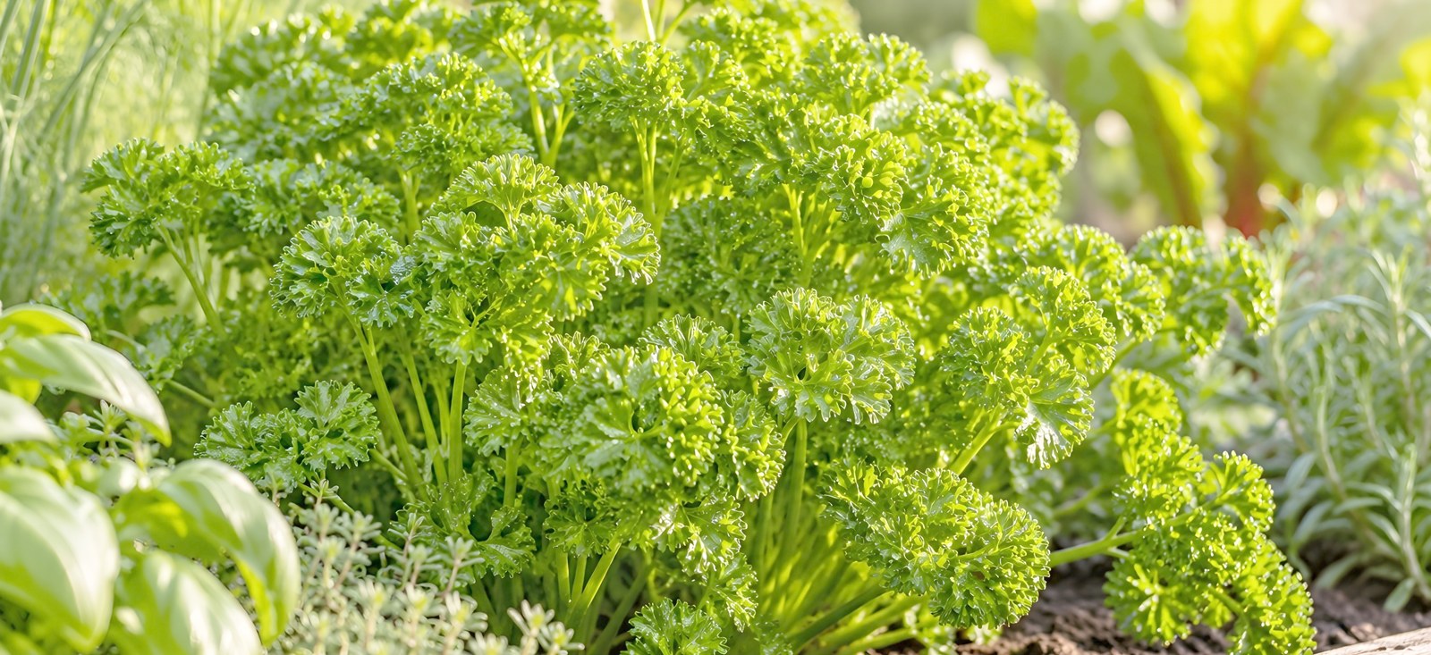 Persil frisé frais aux feuilles vertes et abondantes poussant dans un potager parmi d'autres plantes