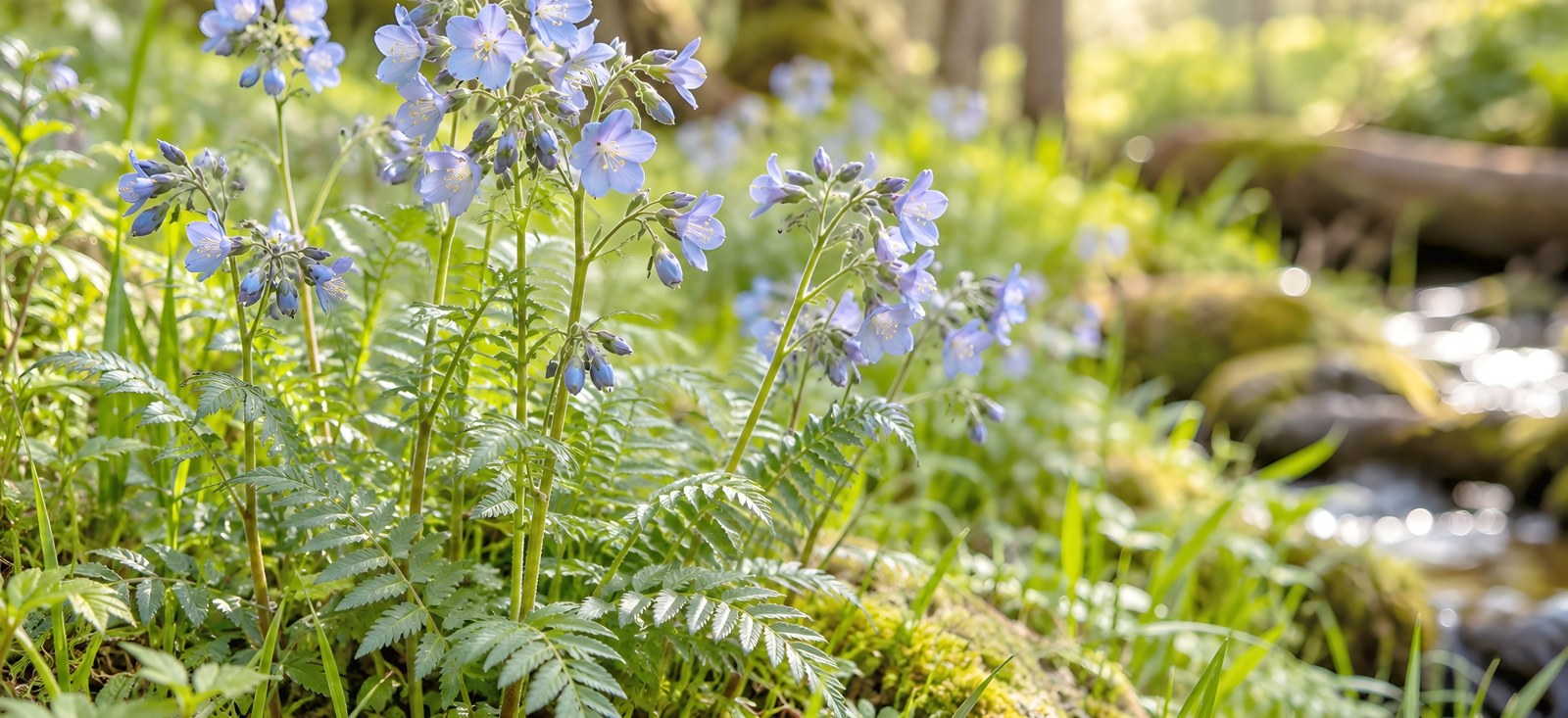 Blue Jacob's Ladder with delicate blue flowers and feathery leaves growing on a damp forest clearing among green grasses
